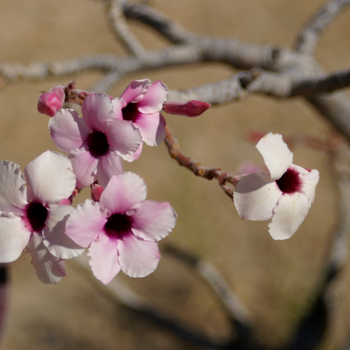 Adenium Boehmianum