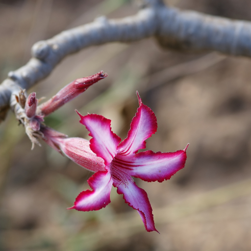 Adenium Multiflorum