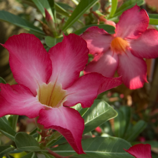 Adenium Obesum