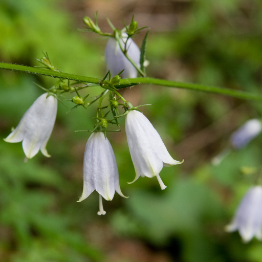 Adenophora Triphylla