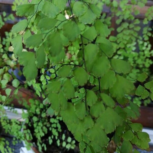 Adiantum Chilense