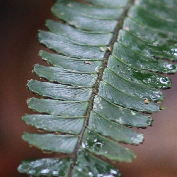 Adiantum Terminatum