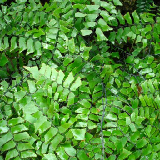 Adiantum Trapeziforme