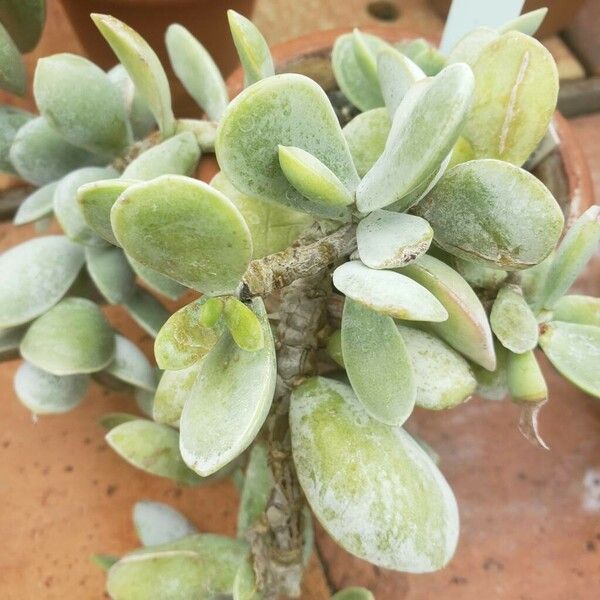 Adromischus Leucophyllus