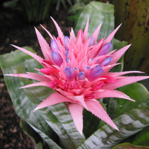 Aechmea Fasciata