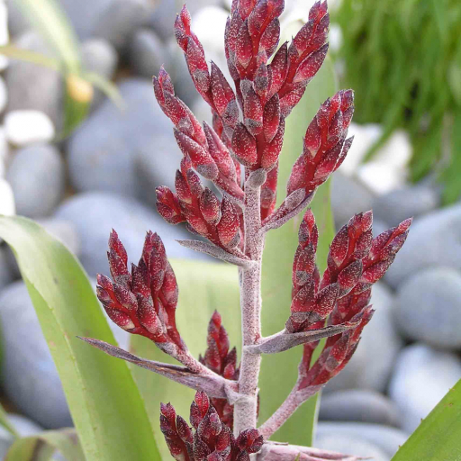 Aechmea Gracilis