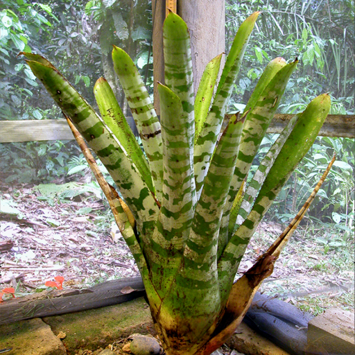 Aechmea Zebrina