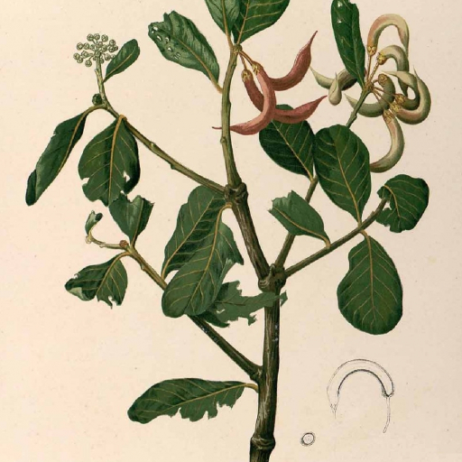 Aegiceras Corniculatum