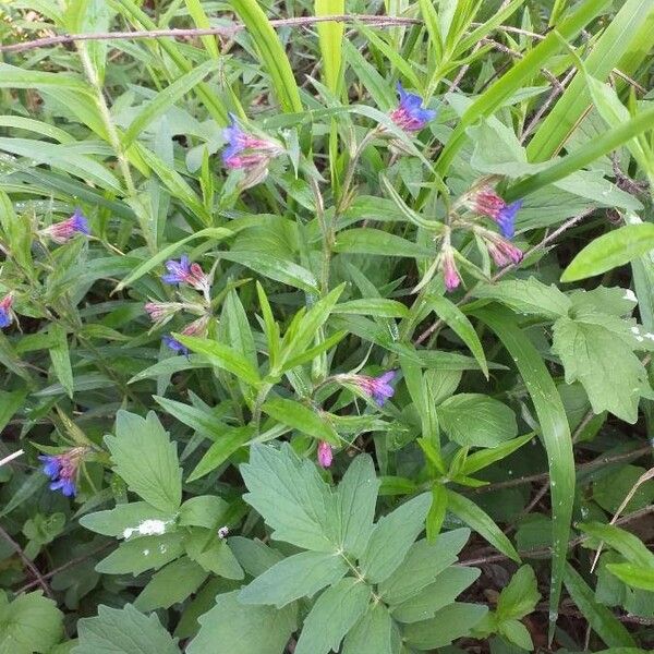 Aegonychon Purpurocaeruleum