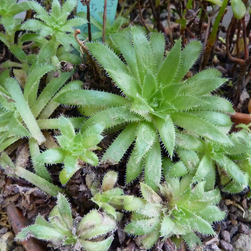 Aeonium visual data 6