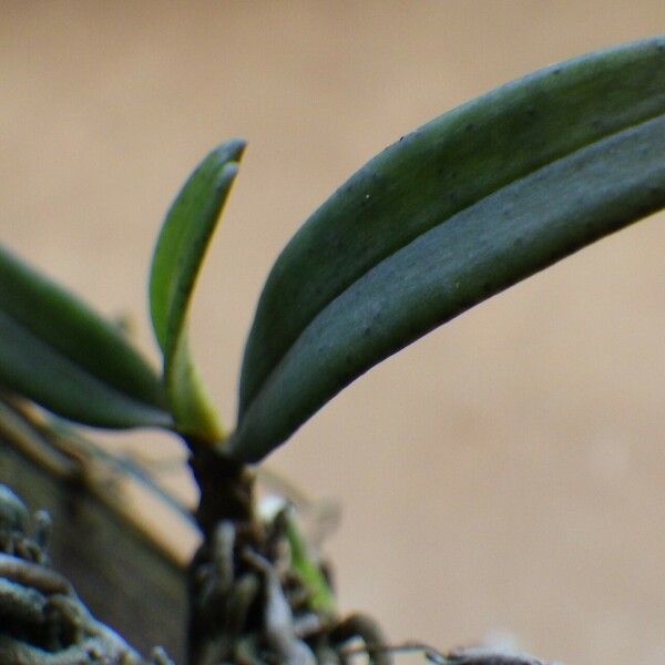 Aerangis Calantha Plant Care & How to Grow, Water