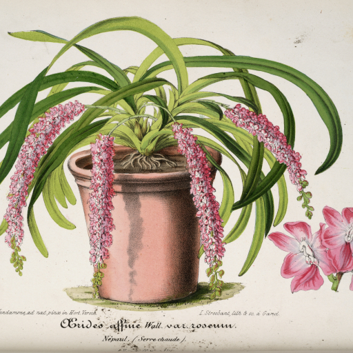 The Rose Colored Aerides (Aerides Rosea) Care Guide: Water, Soil ...