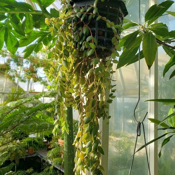 Aeschynanthus Gracilis