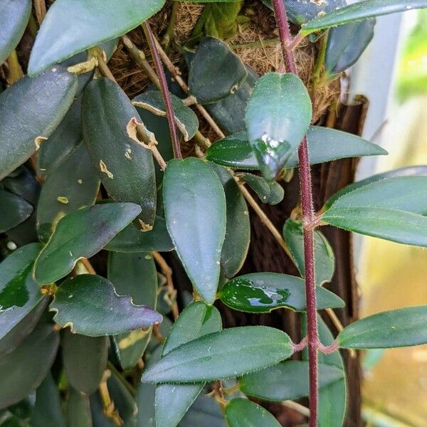 Aeschynanthus Micranthus