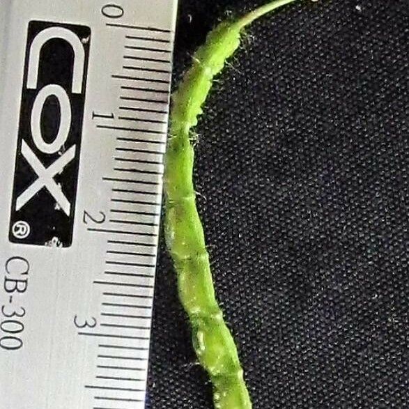 Aeschynomene Ciliata