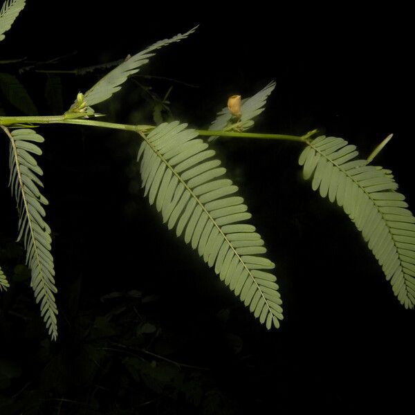 Aeschynomene Fascicularis