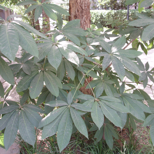 Aesculus Chinensis
