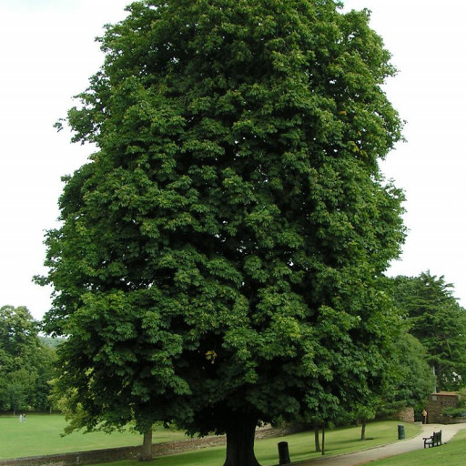 Aesculus Hippocastanum