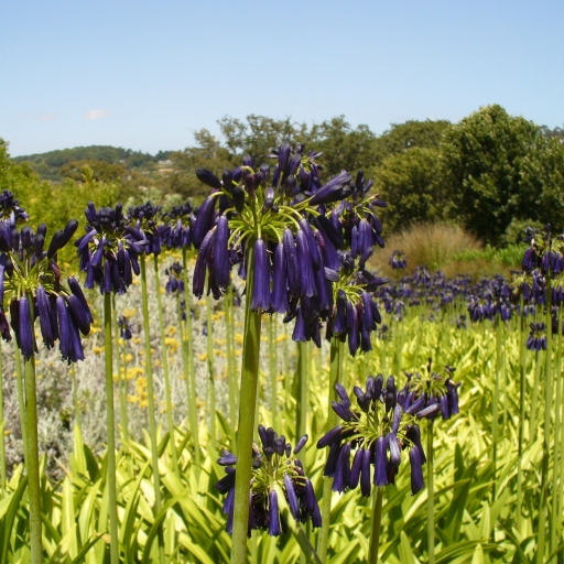 Agapanthus Inapertus