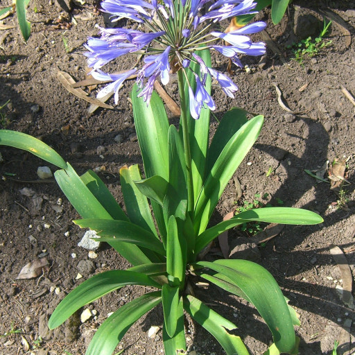Agapanthus Praecox