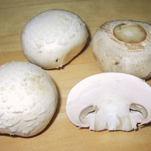 Agaricus Bisporus