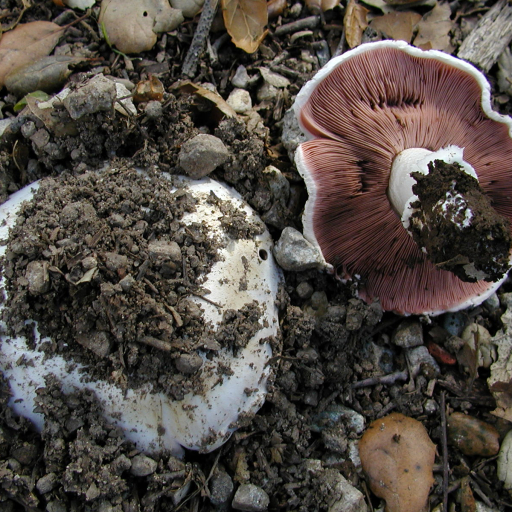 Agaricus Bitorquis