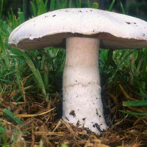 Agaricus Campestris
