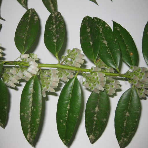 Agarista Populifolia