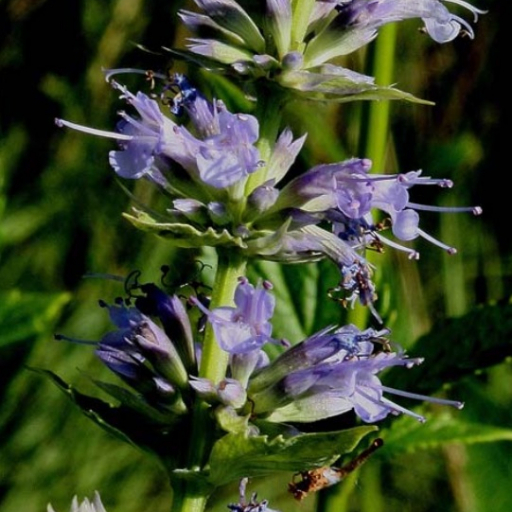 Agastache Scrophulariifolia