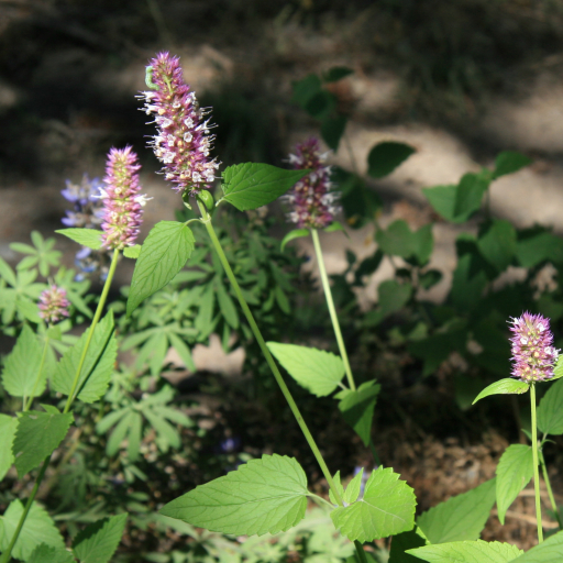 Nettleleaf Giant Hyssop