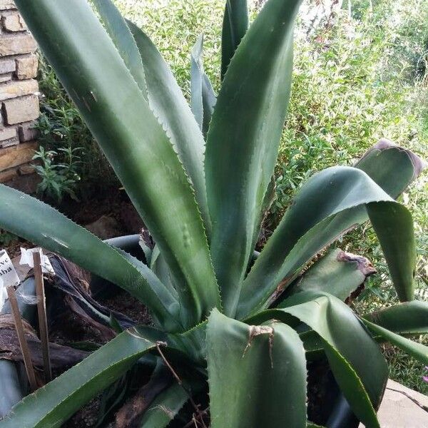Agave Antillarum