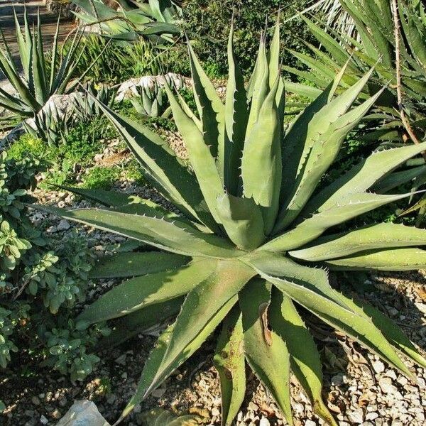 Agave Avellanidens