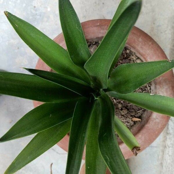 Agave Desmettiana