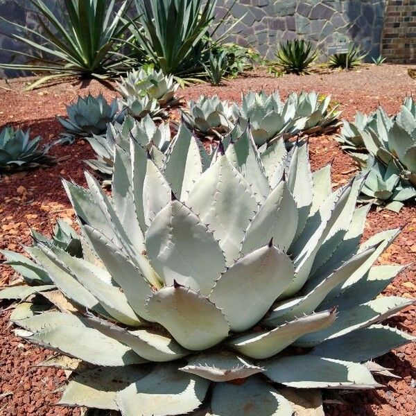 Agave Flexispina