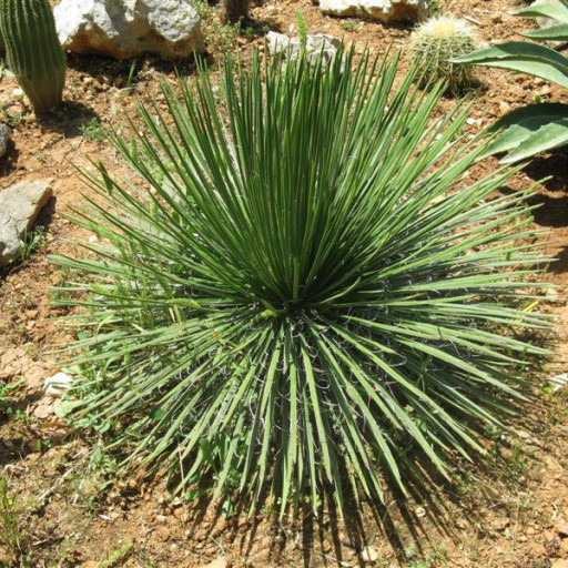 Agave Geminiflora