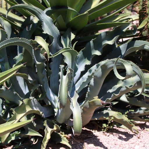 Agave Gypsophila