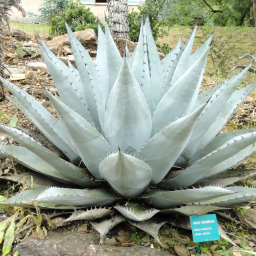 Agave Havardiana