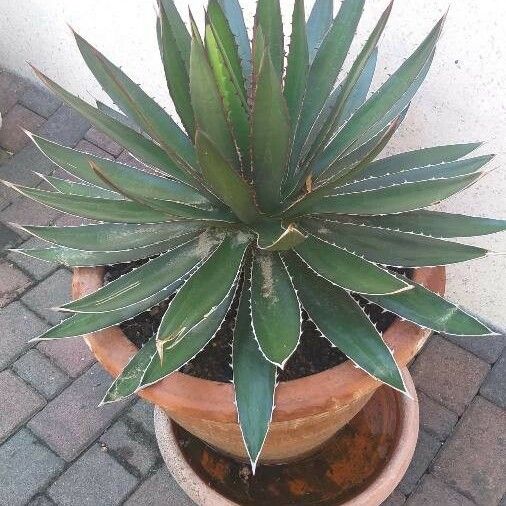 Agave Horrida