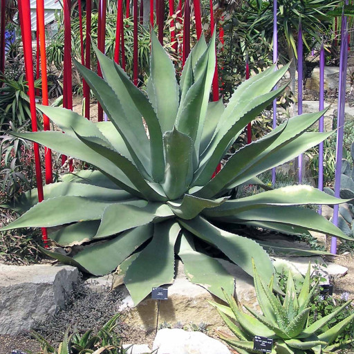 Agave Potatorum