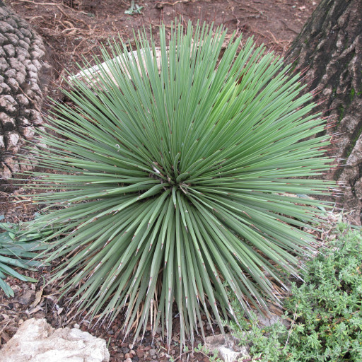 Agave Stricta