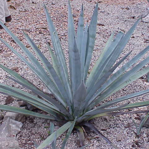 Agave Tequilana