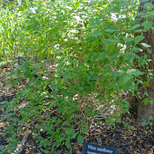 Ageratina Havanensis