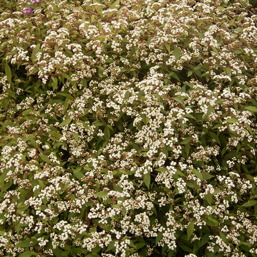 Ageratina Riparia