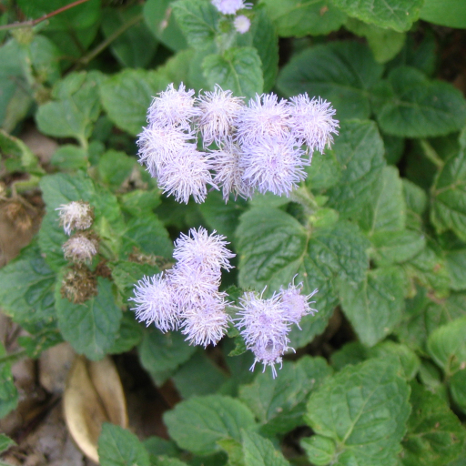 Ageratum Conyzoides