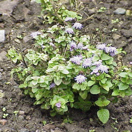 Ageratum Houstonianum