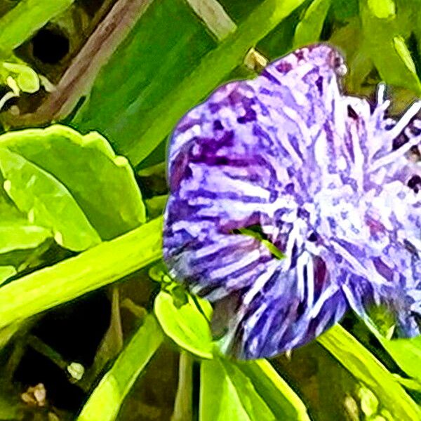 Ageratum Maritimum