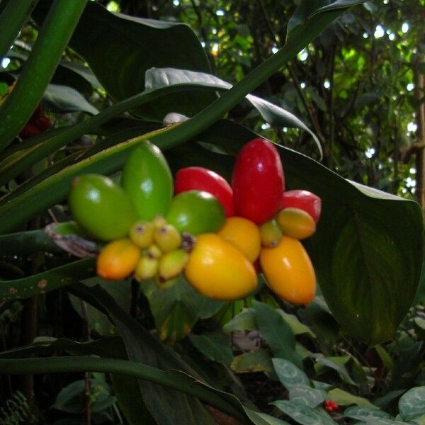 Aglaonema Marantifolium
