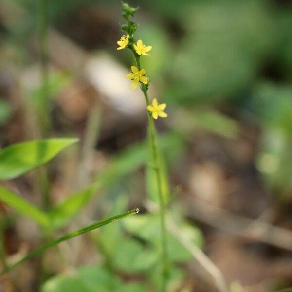 Agrimonia Nipponica