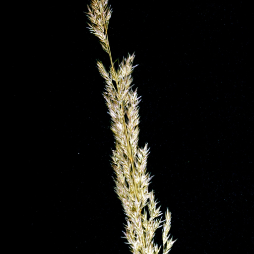 Agrostis Exarata