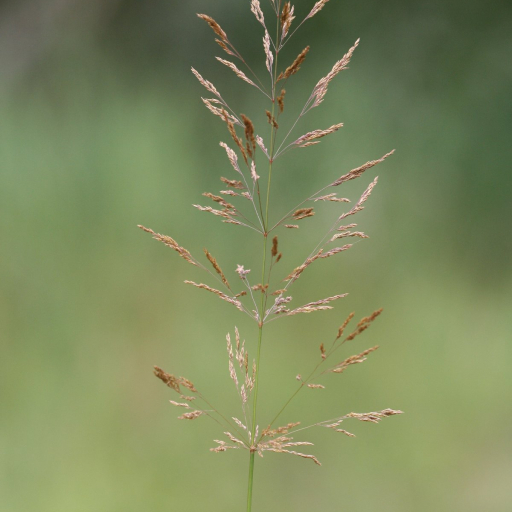 Agrostis Gigantea